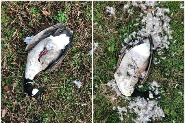 The geese were found with deep, clean cuts to their chests and one had a piece of string around its neck in Salcey Forest. Photos: RSPCA