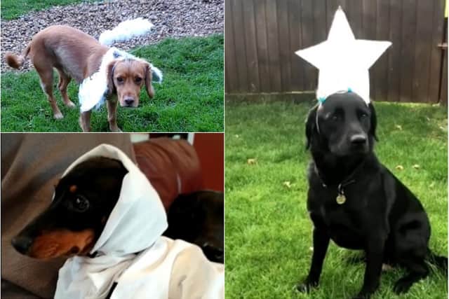 The pooches all took on different roles in the nativity depending on which costume, if any, they would keep on.