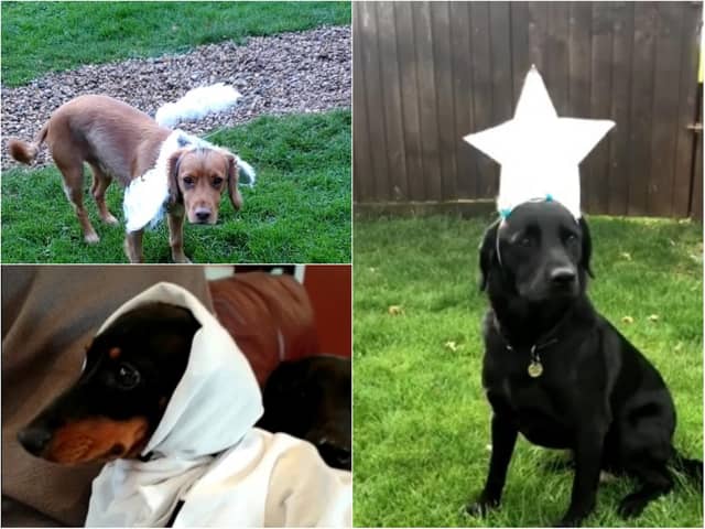 The pooches all took on different roles in the nativity depending on which costume, if any, they would keep on.