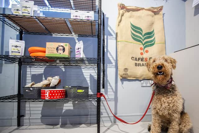 Nellie the Airedale terrier pictured in the dog walking cafe
