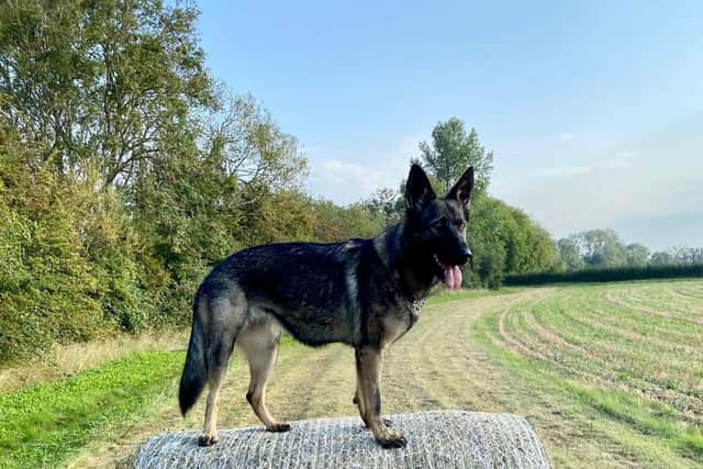 PD Ebby assisted police in chasing down and arresting two men, who stole a moped, in Kings Heath.
