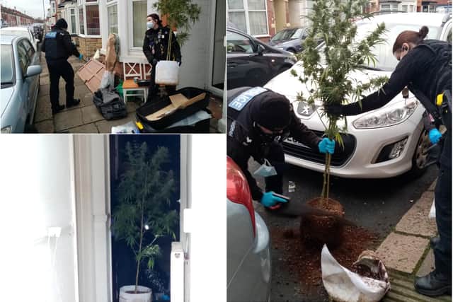 Officers have seized more than 400 cannabis plants in a raid on a Northampton terraced house.