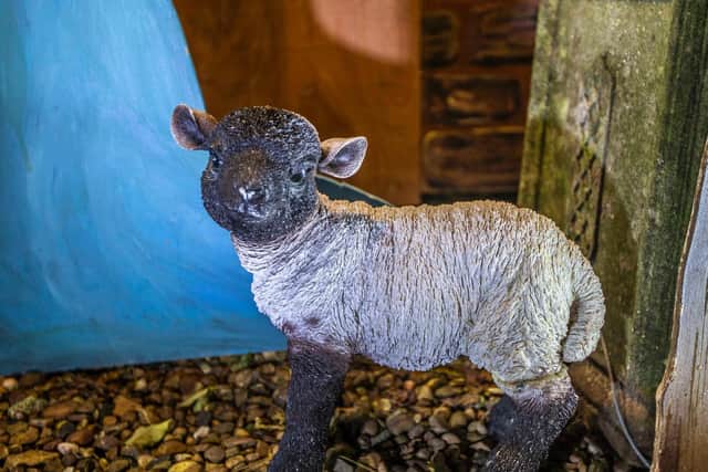 There's even an adorable sheep. Photo: Kirsty Edmonds.