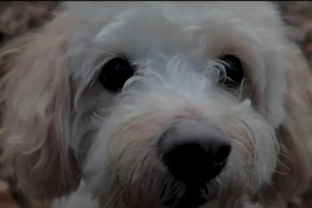 Leo's pooch Poppy is the star of the emotional video.