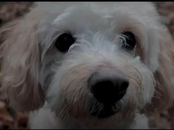 Leo's pooch Poppy is the star of the emotional video.