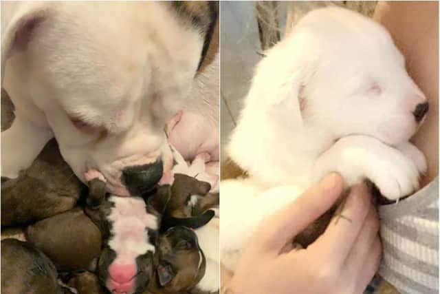 Gemma Mitchell was wrongly labelled a "backyard breeder" in an appeal by the RSPCA.