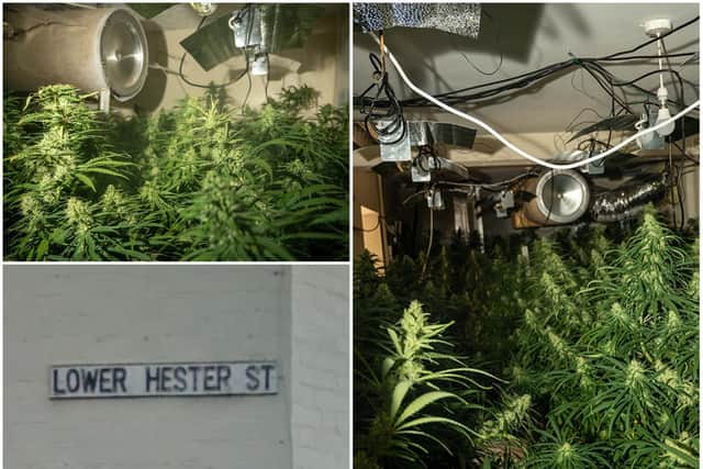 Eridjon Plaku was the only man arrested in a police raid on a cannabis farm at a terraced house in Lower Hester Street.