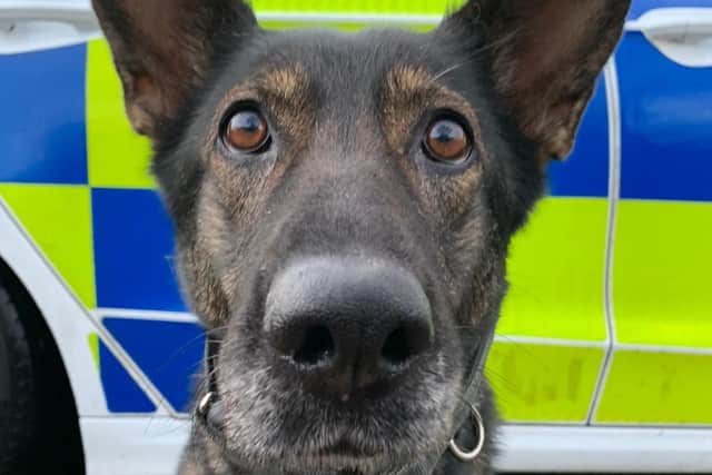 PD Nala chased down a man wanted in connection with an assault.