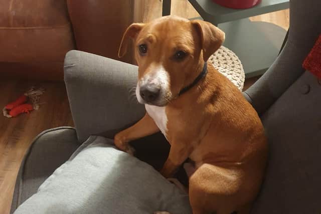 Hyperactive Rocky will be joining his mum during her running challenge.