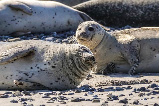 A Northamptonshire couple were fined after breaking lockdown rules to visit seals in Norfolk.