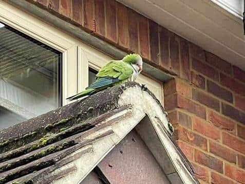 Rosco the parrot from Abington was found in Weston Favell village.