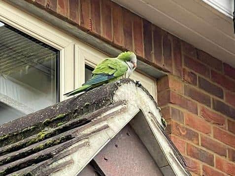 Rosco the parrot