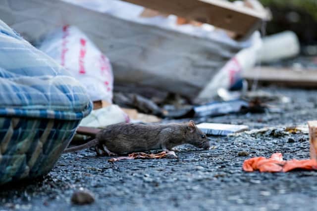 A rat scurries through the fly-tipping on the lane to Sixfields Reservoir. Photo: Leila Coker