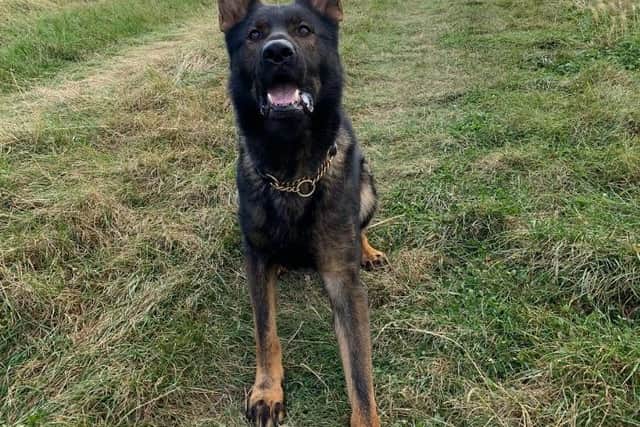 PD Walt helped corner the fleeing driver in a muddy field near Brampton Ash