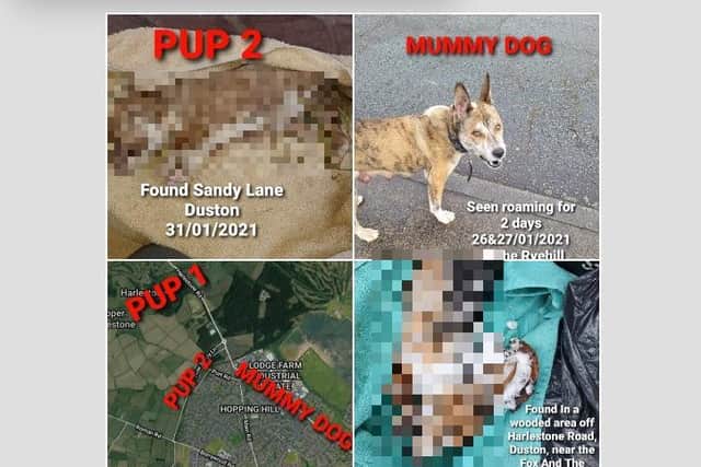 Wellingborough Dog Squad (WDS): "Firstly I apologise for the distressing images but I feel they need to be shared because someone out there knows where they came from and if there is more"