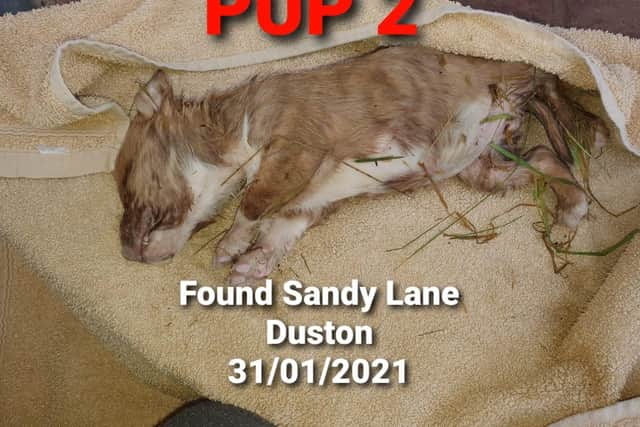The second pup which was found