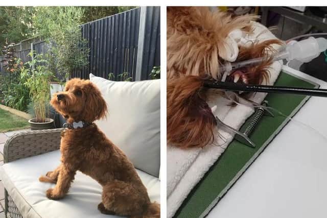 Patch the cockapoo, pictured right during his procedure. Credit: My Family Vets/Abington Vets