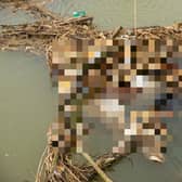 A dead horse has reportedly been in the River Nene in Northampton for several days.