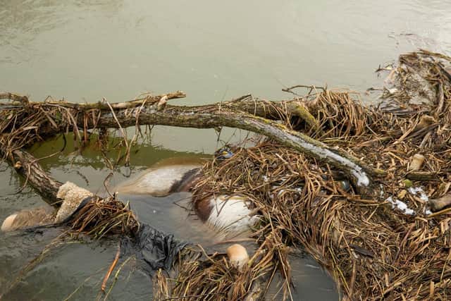 The Government's Environment Agency has ruled it is not their responsibility, and their advice is to let is decompose.
