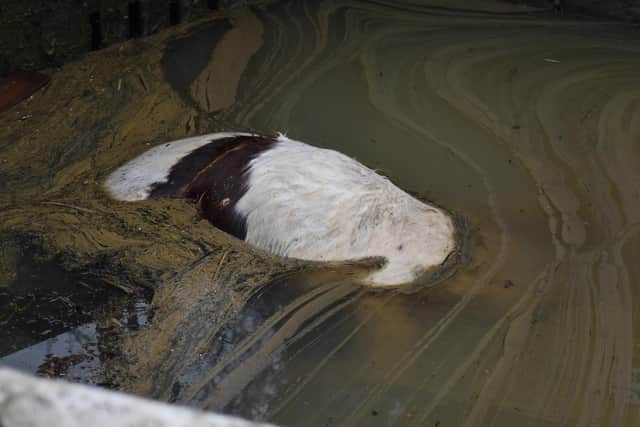 The horse was seen in the Nene last week. Members of the public have been alerting the Environment Agency since last week.