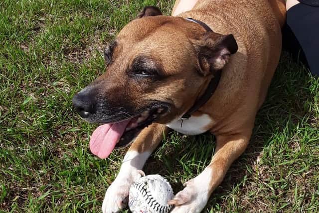 Sasha has mammary cancer, which vets believe she could have had for years.
