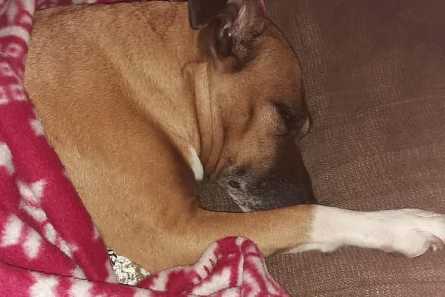 Sasha now loves to snuggle up on the sofa with her new family.