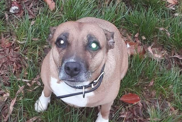 More than 1,300 is needed to get Sasha the treatment she needs.