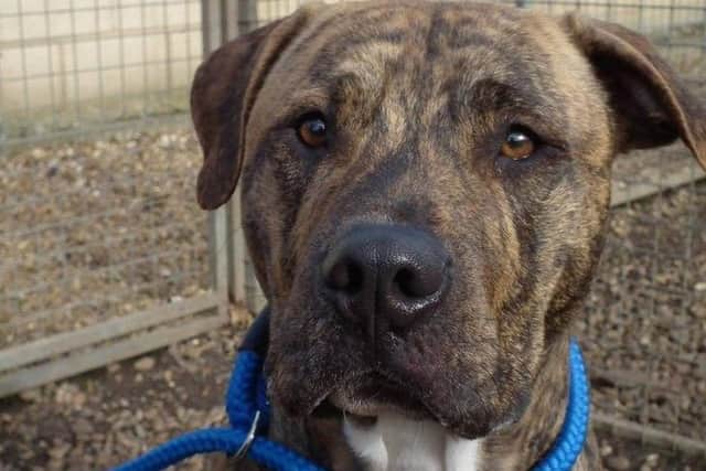 Muppet the Staffy-Lurcher bit four people in an incident in 2017 during Storm Doris. He will now be put down after a further attack in February 2019.