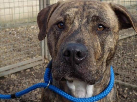 Muppet the Staffy-Lurcher bit four people in an incident in 2017 during Storm Doris. He will now be put down after a further attack in February 2019.