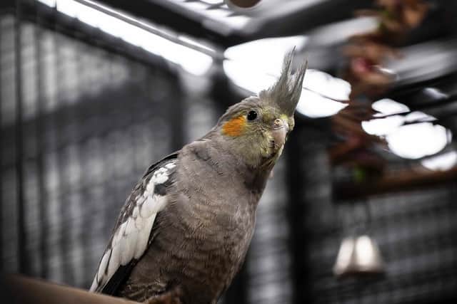 Sky Pet Centre