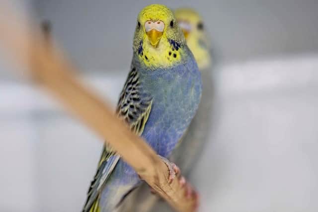 Sky Pet Centre