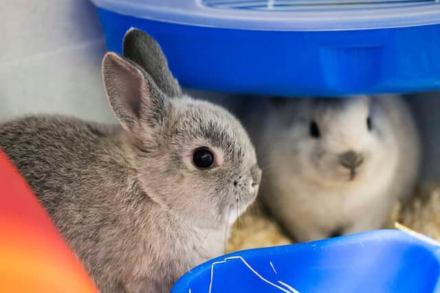 Sky Pet Centre