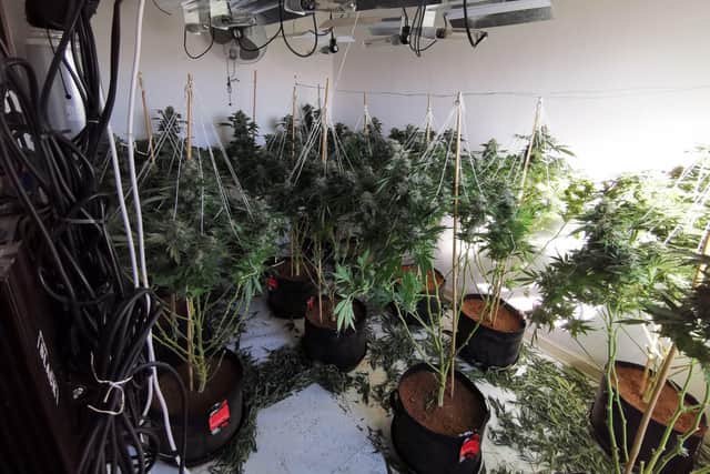 Officers discovered cannabis plants worth around £250,000 during two raids in Kettering