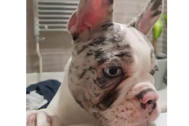 Five-month-old Winter, the French Bulldog puppy, was stolen from her Northampton home.