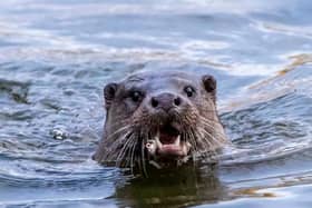 An otter has been spotted in the waters of one of Abington Park's lakes.