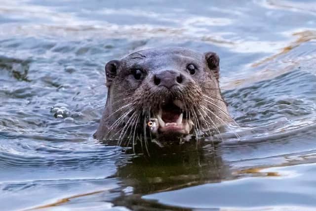 An otter has been spotted in the waters of one of Abington Park's lakes.