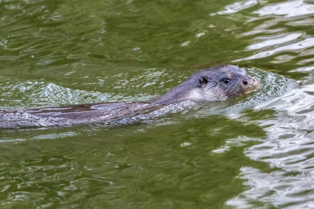 Wild otters in the UK were once almost hunted to the brink of extinction.