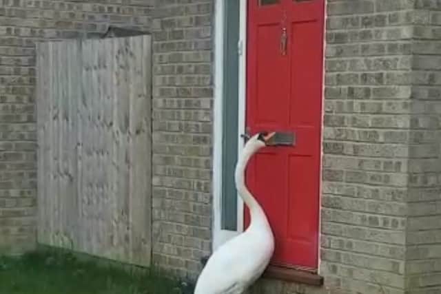 The rogue swan in Selston Walk