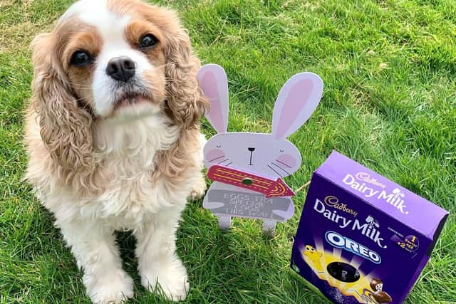 Pet pooch, Hammerton, a five year old Cavalier King Charles, will be safely shut away in his crate during the family Easter egg hunt