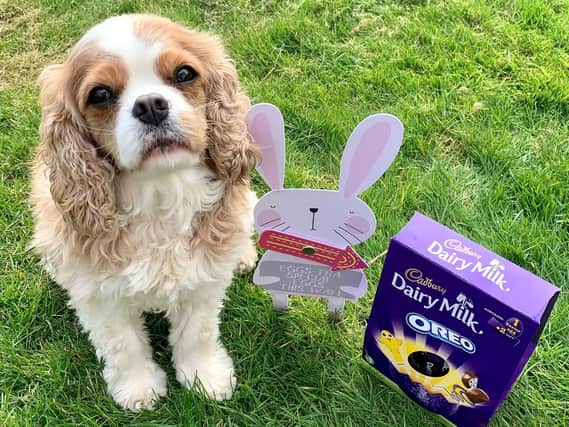 Pet pooch, Hammerton, a five year old Cavalier King Charles, will be safely shut away in his crate during the family Easter egg hunt