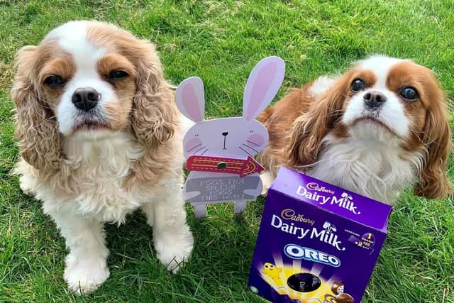 Hammerton and Dunsforth, two Cavalier King Charles Spaniels, who won’t be taking part in their family Easter egg hunt, but will be safely shut away in their crate
