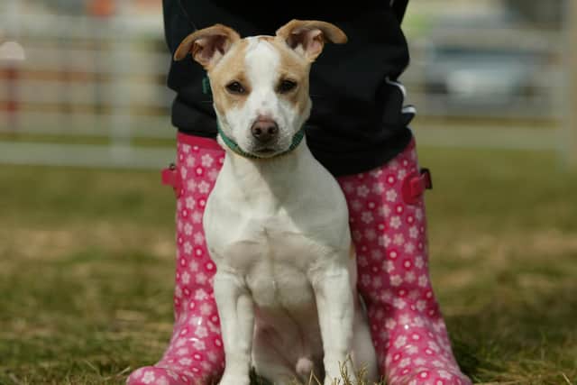 Make sure your dog is on a lead in the countryside
