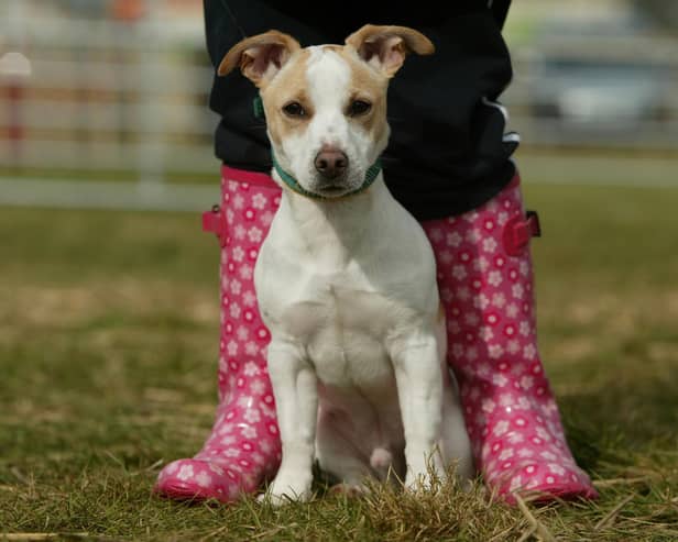 Make sure your dog is on a lead in the countryside