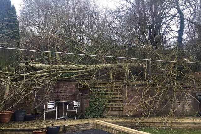 This was the aftermath of one resident's garden in 2018 after one of the 100-ft tall trees came crashing to earth.