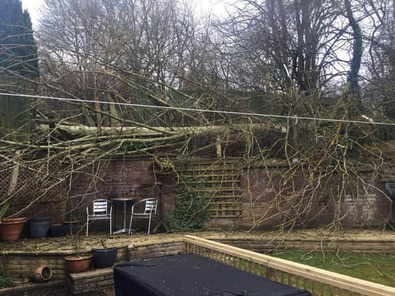 This was the aftermath of one resident's garden in 2018 after one of the 100-ft tall trees came crashing to earth.