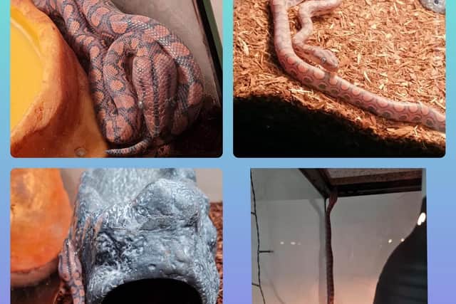 Kayla's snake, Pretzel, is possibly on the loose in Northampton