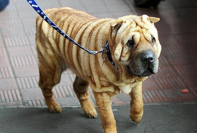 Shar Peis like this one are traditionally fighting dogs but much-loved for their wrinkly skin. Getty Images stock photo