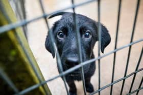The Dogs Trust is calling for urgent action to end puppy smuggling as the charity reaches the shocking milestone of 1,500 smuggled puppies rescued and rehomed.