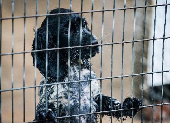 The Dogs Trust is calling for urgent action to end puppy smuggling as the charity reaches the shocking milestone of 1,500 smuggled puppies rescued and rehomed.