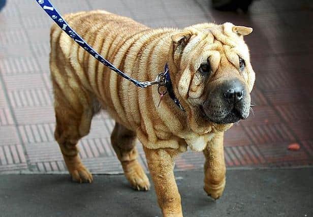 Shar Peis like this one are traditionally fighting dogs but much-loved for their wrinkly skin. Getty Images stock photo
